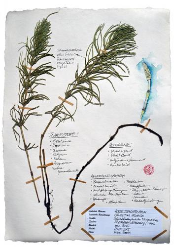 Ackerschachtelhalm Illustration