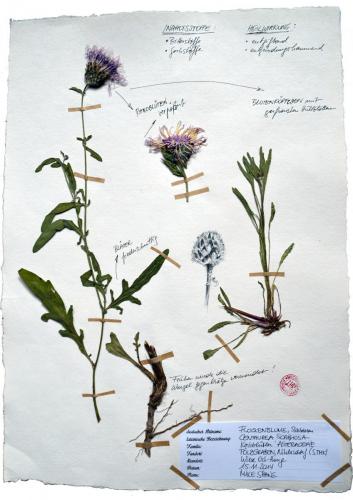 Flockenblume Illustration