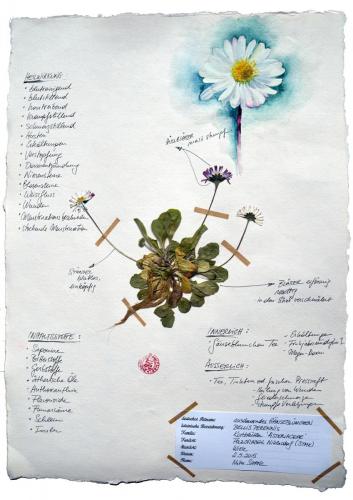 Gänseblümchen Illustration