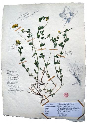 Hornklee Illustration