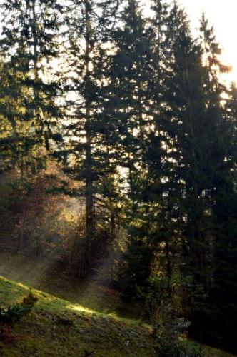 Wald im Sonnenlicht