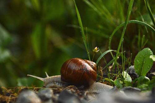 Weinbergschnecke_003